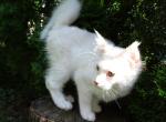 Cream shaded boy - Maine Coon Cat For Sale - Bridgewater&comma; NJ&comma; US