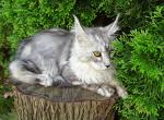 Silver maine coon kittens - Maine Coon Cat For Sale - Bridgewater&comma; NJ&comma; US