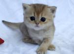 Caesar - British Shorthair Cat For Sale - New York&comma; NY&comma; US