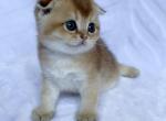 Kevin - Scottish Fold Cat For Sale - New York&comma; NY&comma; US