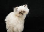 Mister Handsome - Persian Cat For Sale - Las Vegas&comma; NV&comma; US
