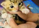 Cali - Domestic Cat For Sale - Bronx&comma; NY&comma; US