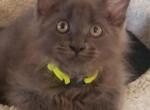 ROXY - Maine Coon Cat For Sale - Crestview&comma; FL&comma; US