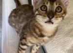 Eros - Bengal Cat For Sale - Carrollton&comma; TX&comma; US