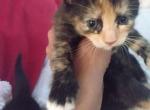 Crystal - Domestic Cat For Sale - Bronx&comma; NY&comma; US