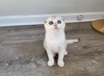 Yuki Alphastar - Scottish Fold Cat For Sale - Levittown&comma; PA&comma; US