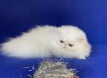 Rafaella - Persian Cat For Sale - Yucca Valley&comma; CA&comma; US