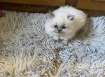 CFA Registered Blue Point female Persian kitten - Persian Cat For Sale - Conyers&comma; GA&comma; US