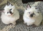 1 seal point male left - Ragdoll Cat For Sale - Butler&comma; PA&comma; US