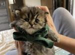 Adorable TEDDY BEAR - British Shorthair Cat For Sale - Fort Wayne&comma; IN&comma; US