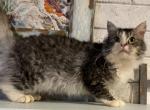 Silver LaPerm - LaPerm Cat For Sale - Salem&comma; OR&comma; US