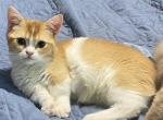 Munchkin male - Munchkin Cat For Sale - Salem&comma; OR&comma; US