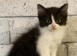 Ragdoll tuxedo girl - Ragdoll Cat For Sale - Salem&comma; OR&comma; US