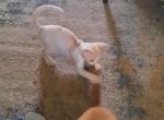 Cream and White Girl - Devon Rex Cat For Sale - Stanford&comma; MT&comma; US