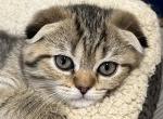 Black Golden Spotted Scottish Fold Girl Dixie - Scottish Fold Cat For Sale - Odessa&comma; FL&comma; US