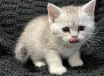 Scottish Fold Silver Spotted Boy Ewan - Scottish Fold Cat For Sale - Odessa&comma; FL&comma; US