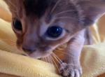 Lacy - Abyssinian Cat For Sale - Staten Island&comma; NY&comma; US