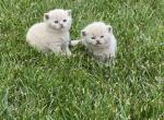 Oscar - British Shorthair Cat For Sale - Auburn&comma; IN&comma; US