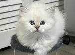 Scottish Fold Silver CP fold Boy Sam - Scottish Fold Cat For Sale - Odessa&comma; FL&comma; US