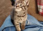Smokey - Maine Coon Cat For Sale - Kent&comma; WA&comma; US