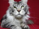 Yan - Maine Coon Cat For Sale - Bridgewater&comma; NJ&comma; US