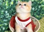 Milla - British Shorthair Cat For Sale - Atlanta&comma; GA&comma; US