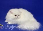 Casper - Persian Cat For Sale - Yucca Valley&comma; CA&comma; US
