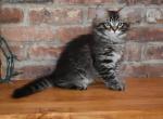 Cheddar - Siberian Cat For Sale - Somerset&comma; NJ&comma; US