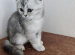 Jet - Scottish Fold Cat For Sale - Houston&comma; TX&comma; US