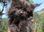 Lazer - Maine Coon Cat For Sale - Santa Maria&comma; CA&comma; US