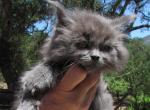 Max - Maine Coon Cat For Sale - Santa Maria&comma; CA&comma; US