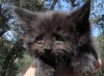 Nero - Maine Coon Cat For Sale - Santa Maria&comma; CA&comma; US