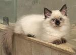 Munchkin Color Point Male Hamlet - Munchkin Cat For Sale - West Palm Beach&comma; FL&comma; US