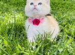 Polly - British Shorthair Cat For Sale - Atlanta&comma; GA&comma; US