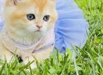 Holly - British Shorthair Cat For Sale - Atlanta&comma; GA&comma; US