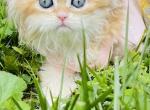 Ginger - British Shorthair Cat For Sale - Atlanta&comma; GA&comma; US