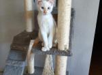 Flame Pont Polydactyl siamese - Siamese Cat For Sale - Mokelumne Hill&comma; CA&comma; US