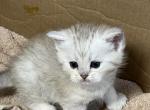 Scottish Fold Silver Spotted boy Eli - Scottish Straight Cat For Sale - Odessa&comma; FL&comma; US