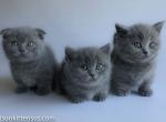Munchkin scottish kilt fold blue babies short legs - Munchkin Cat For Sale - TX&comma; US