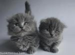 Minuet longhair munchkin fold babies short legs - Minuet Cat For Sale - TX&comma; US