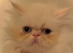 Tornado - Himalayan Cat For Sale - Atlanta&comma; GA&comma; US