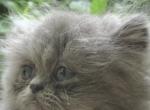 Windy - Persian Cat For Sale - Atlanta&comma; GA&comma; US