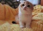 Aglaia Alphastar - Scottish Fold Cat For Sale - Levittown&comma; PA&comma; US