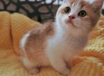 Armani Alphastar - Scottish Straight Cat For Sale - Levittown&comma; PA&comma; US