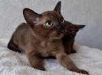 Beatrice - Burmese Cat For Sale - Brooklyn&comma; NY&comma; US