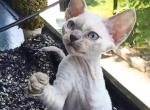 Molly - Devon Rex Cat For Sale - Brooklyn&comma; NY&comma; US