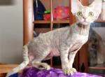 Mika - Devon Rex Cat For Sale - Brooklyn&comma; NY&comma; US