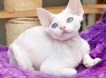 Sergey - Devon Rex Cat For Sale - Brooklyn&comma; NY&comma; US