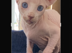 Elf Sphynx kitten exotic blue eyed stud - Sphynx Cat For Sale - Massapequa&comma; NY&comma; US