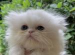 Hail - Persian Cat For Sale - Atlanta&comma; GA&comma; US